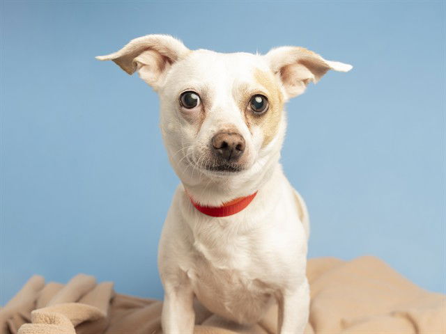adoptable Dog in Phoenix, AZ named RODNEY