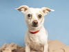 adoptable Dog in  named RODNEY