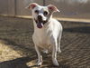 adoptable Dog in , AZ named RODNEY