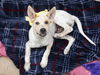 adoptable Dog in , AZ named STITCH