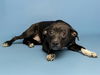 adoptable Dog in  named BRONCO