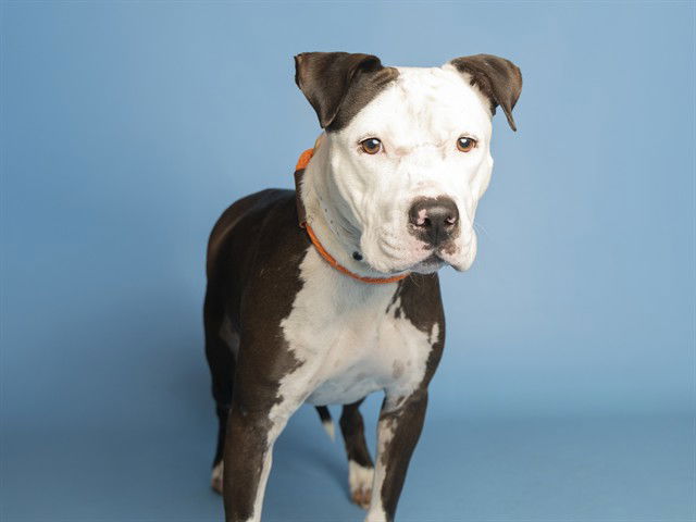 adoptable Dog in Phoenix, AZ named MAGGIE