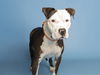 adoptable Dog in  named MAGGIE