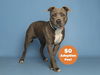 adoptable Dog in  named GREYSON