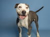 adoptable Dog in  named BOOKER