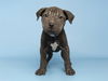 adoptable Dog in  named TUX