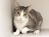 adoptable Cat in  named JEFE