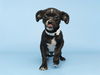 adoptable Dog in  named JERRY