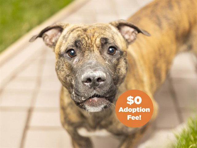 adoptable Dog in Phoenix, AZ named TIGERESS