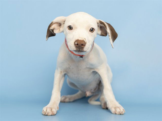 adoptable Dog in Phoenix, AZ named PATCH
