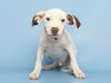 adoptable Dog in  named PATCH