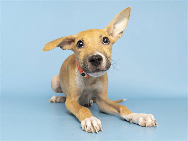 adoptable Dog in Phoenix, AZ named LINK