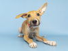 adoptable Dog in  named LINK