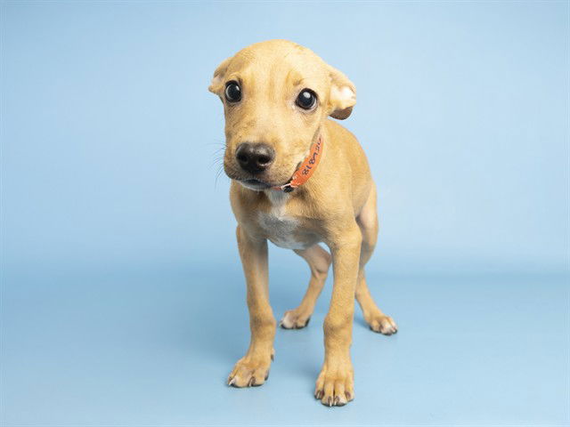 adoptable Dog in Phoenix, AZ named WINK