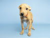 adoptable Dog in  named WINK