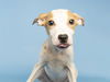 adoptable Dog in  named BINK