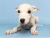 adoptable Dog in  named PINK