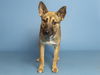 adoptable Dog in  named PETUNIA