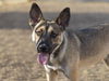 adoptable Dog in  named PETUNIA