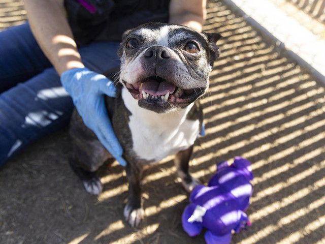 adoptable Dog in Phoenix, AZ named CHICKADEE