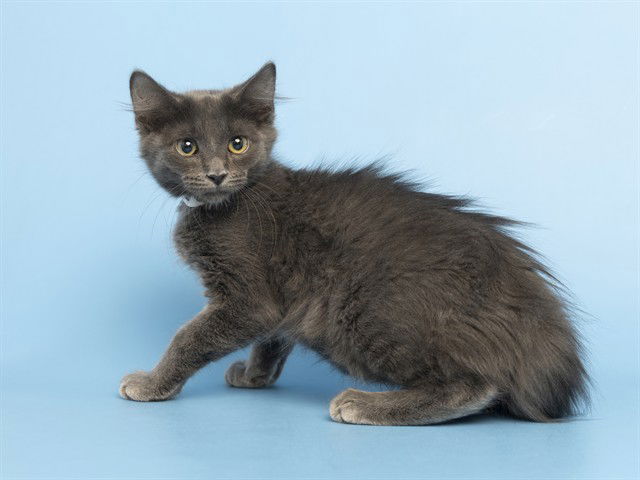 adoptable Cat in Phoenix, AZ named VELVET