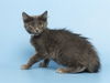 adoptable Cat in  named VELVET