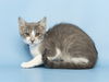 adoptable Cat in  named SWEETIE PIE