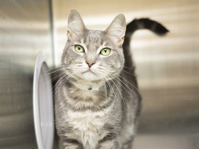 adoptable Cat in Phoenix, AZ named LOKI