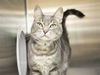 adoptable Cat in  named LOKI