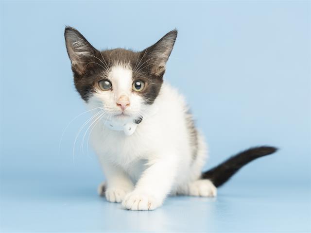 adoptable Cat in Phoenix, AZ named BRONNY