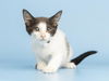 adoptable Cat in  named BRONNY
