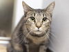 adoptable Cat in  named LUNA