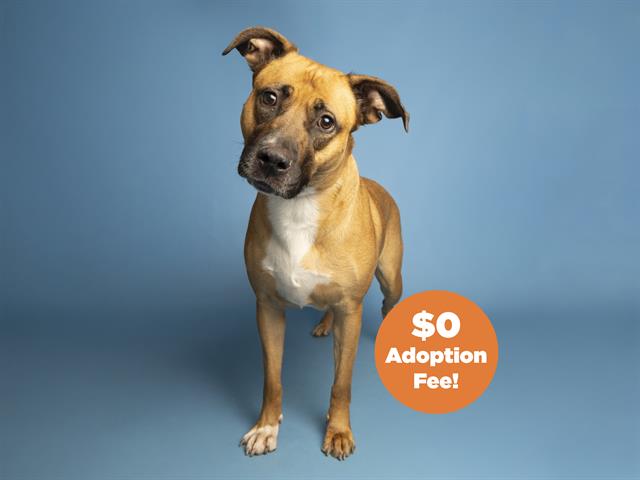 adoptable Dog in Phoenix, AZ named MOCHA