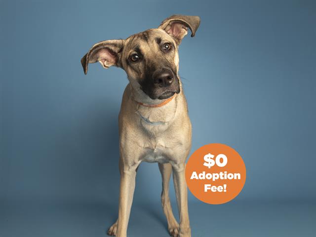 adoptable Dog in Phoenix, AZ named BLONDIE