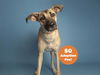 adoptable Dog in  named BLONDIE