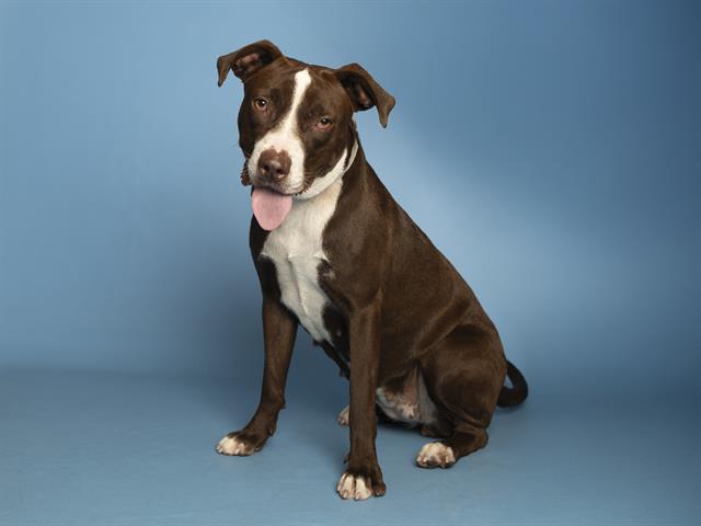adoptable Dog in Phoenix, AZ named ZOOMY