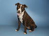adoptable Dog in  named ZOOMY