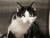 adoptable Cat in  named KELPIE