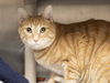 adoptable Cat in  named MORRIS