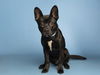 adoptable Dog in Phoenix, AZ named HANK