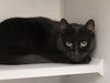 adoptable Cat in Phoenix, AZ named NEZZI