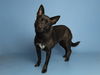adoptable Dog in  named BELLA
