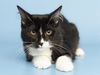 adoptable Cat in Phoenix, AZ named BERNARD