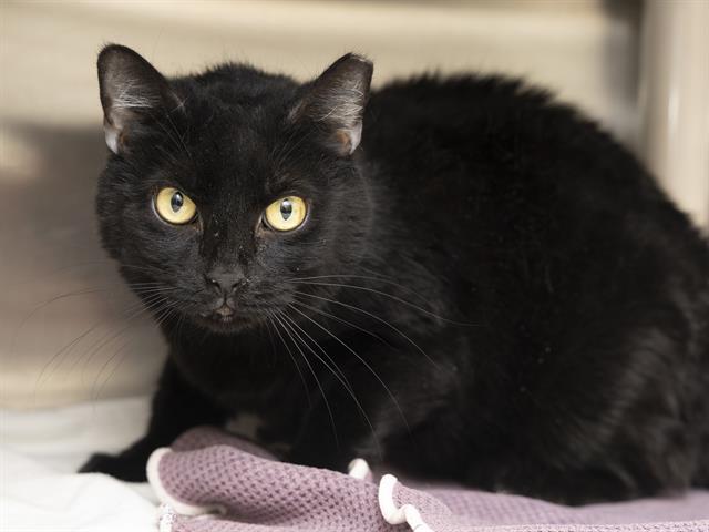 adoptable Cat in Phoenix, AZ named NOIR