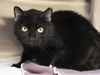 adoptable Cat in , AZ named NOIR