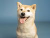 adoptable Dog in , AZ named GOLDIE