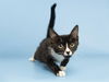 adoptable Cat in , AZ named GABRIELLA MONTEZ