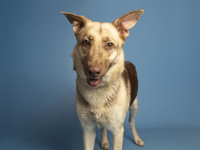 adoptable Dog in Phoenix, AZ named NOVA