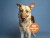 adoptable Dog in , AZ named NOVA