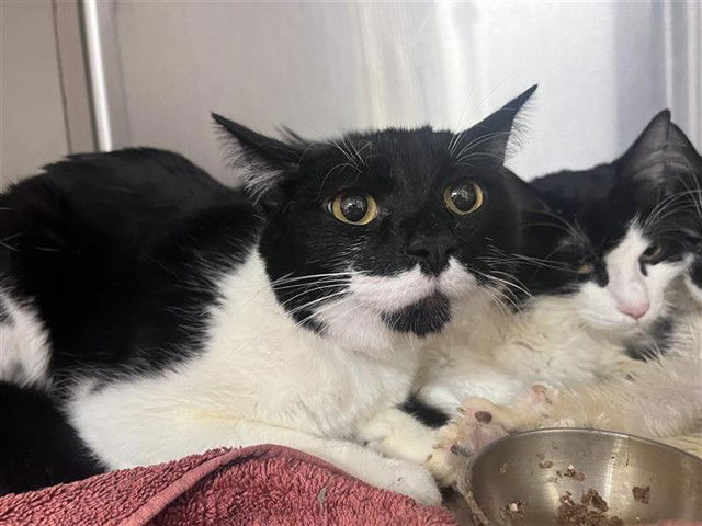 adoptable Cat in Phoenix, AZ named HERCULES